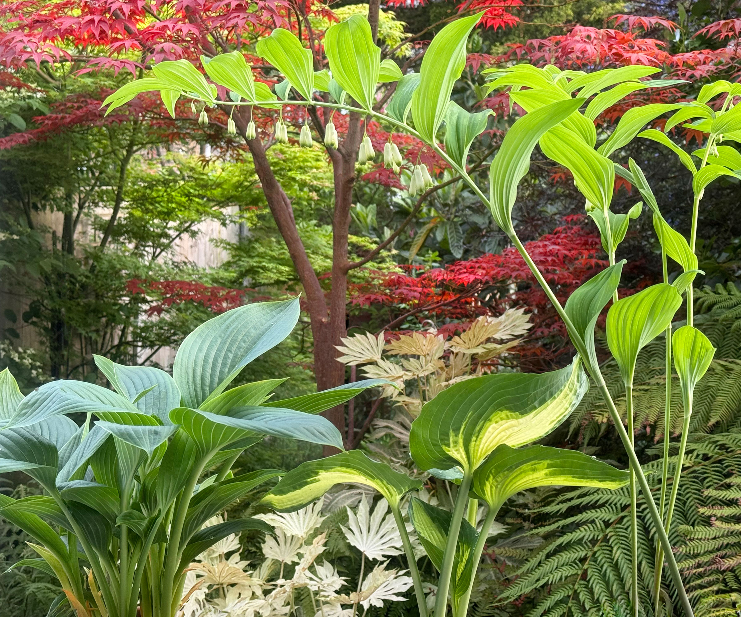 hosta plants in garden with solomon's seal and ferns and other plants