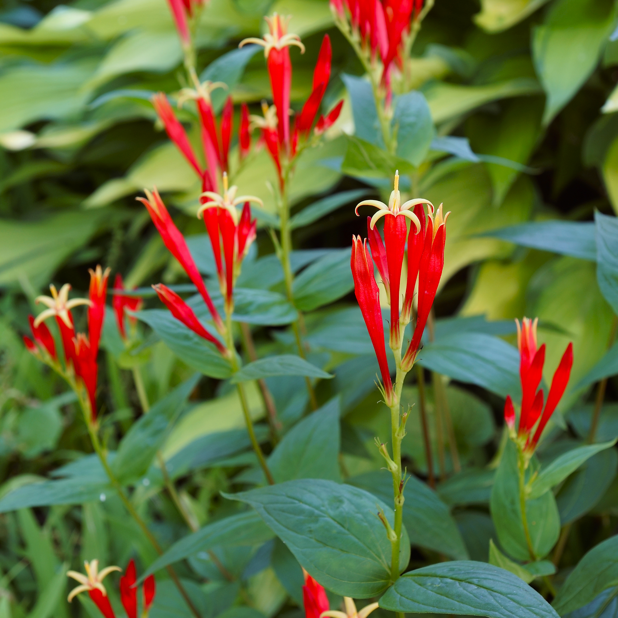 Closeup of blooming Indian pink plant