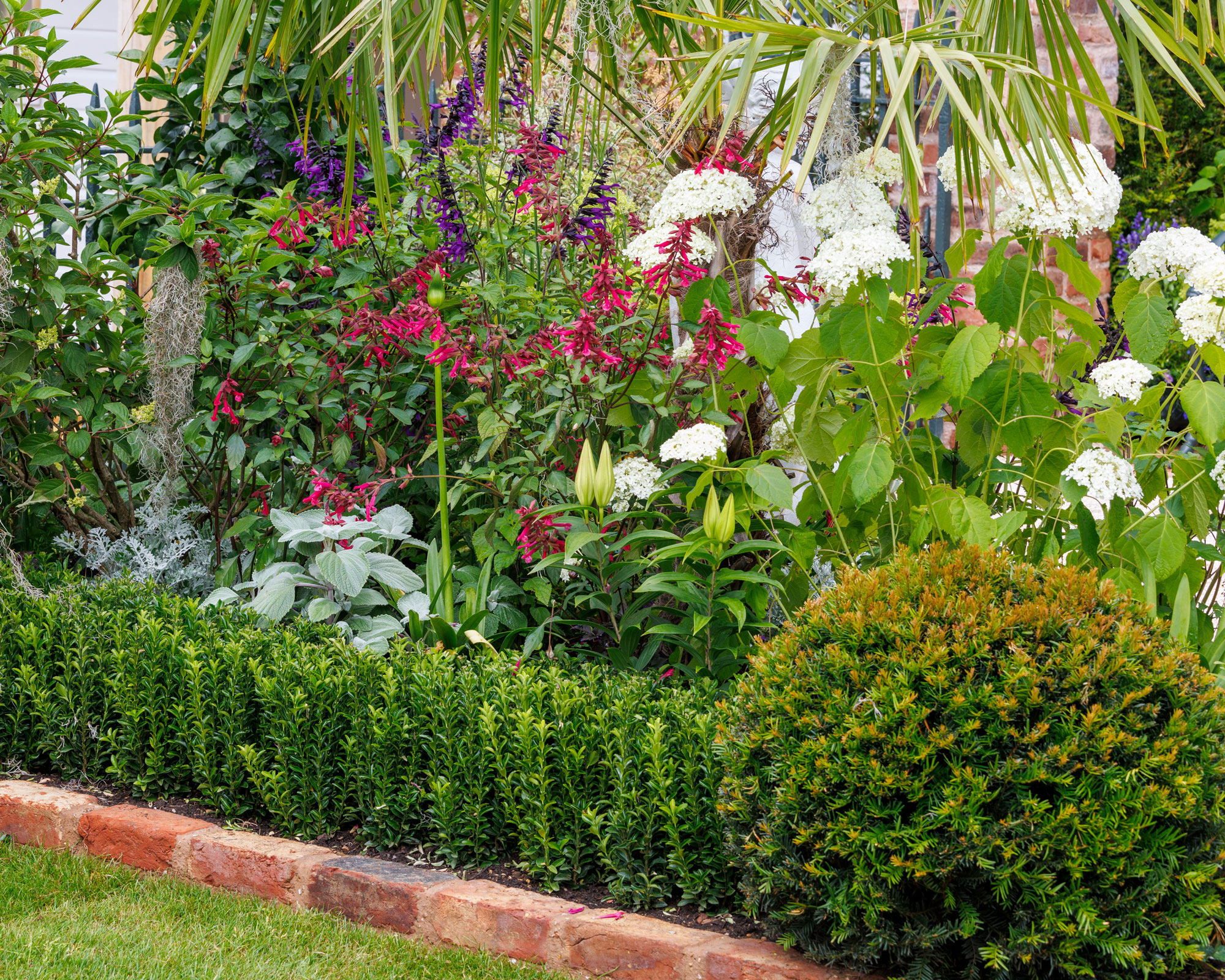 border design with hydrangea, salvia, and hosta, trimmed with evergreen boxwood