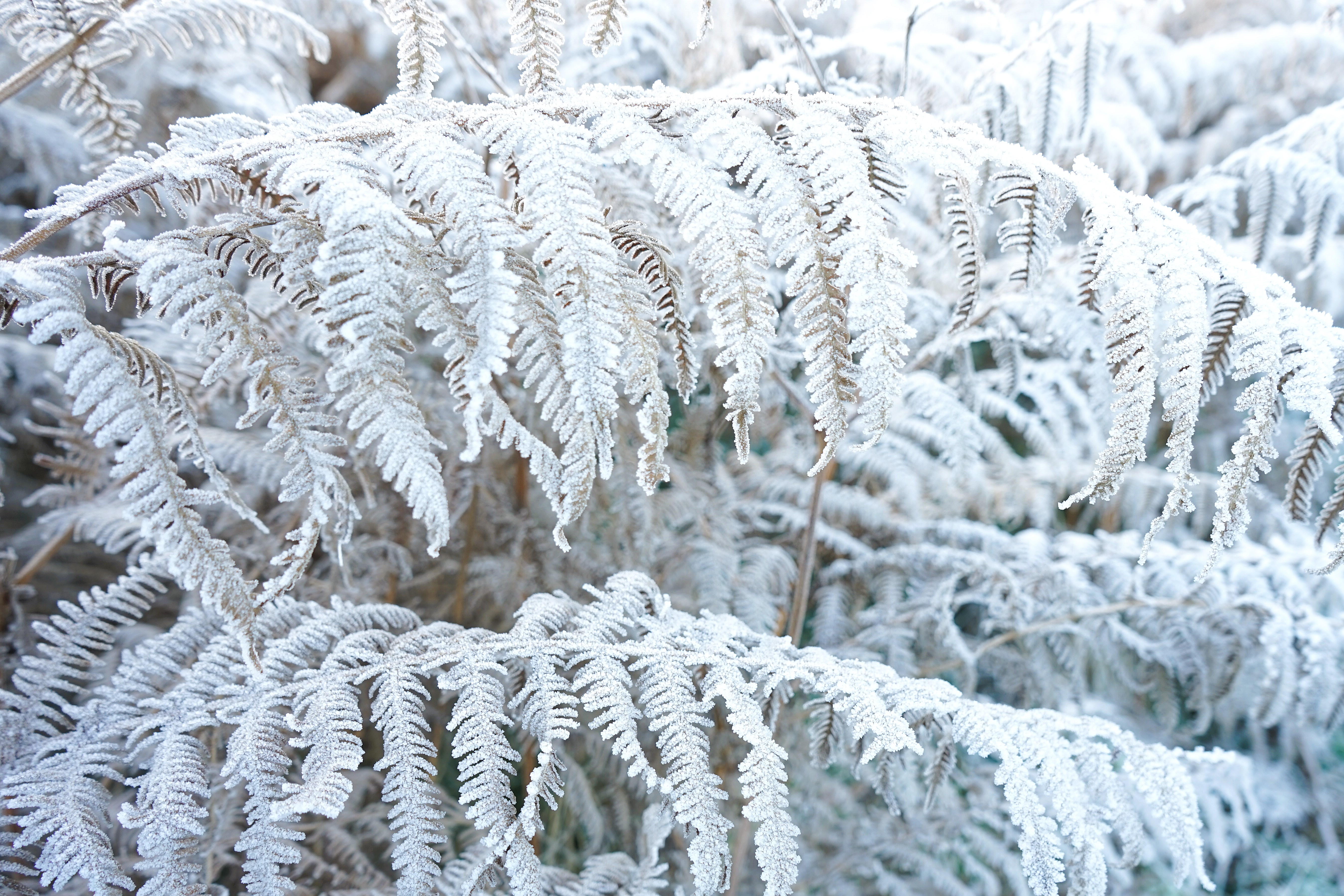 GuruShots - Mostly White October 2025