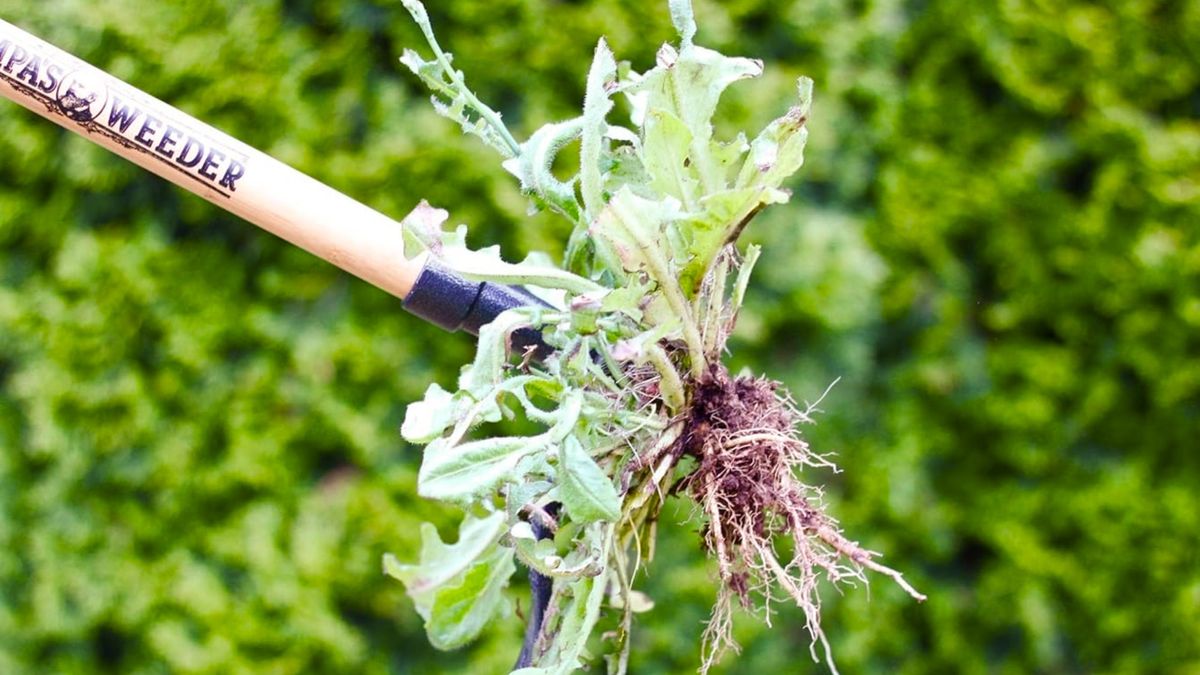 Grampa&#039;s Weeder picking up a weed 