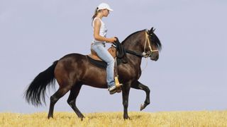 Paso fino horse being ridden in stubble field