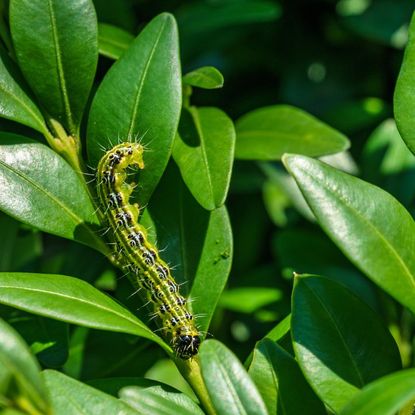 A yellow and black caterpillar on the leaves of a boxwood shrub
