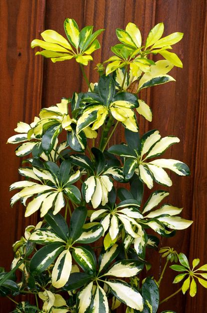 Green-Yellow Schefflera Plant