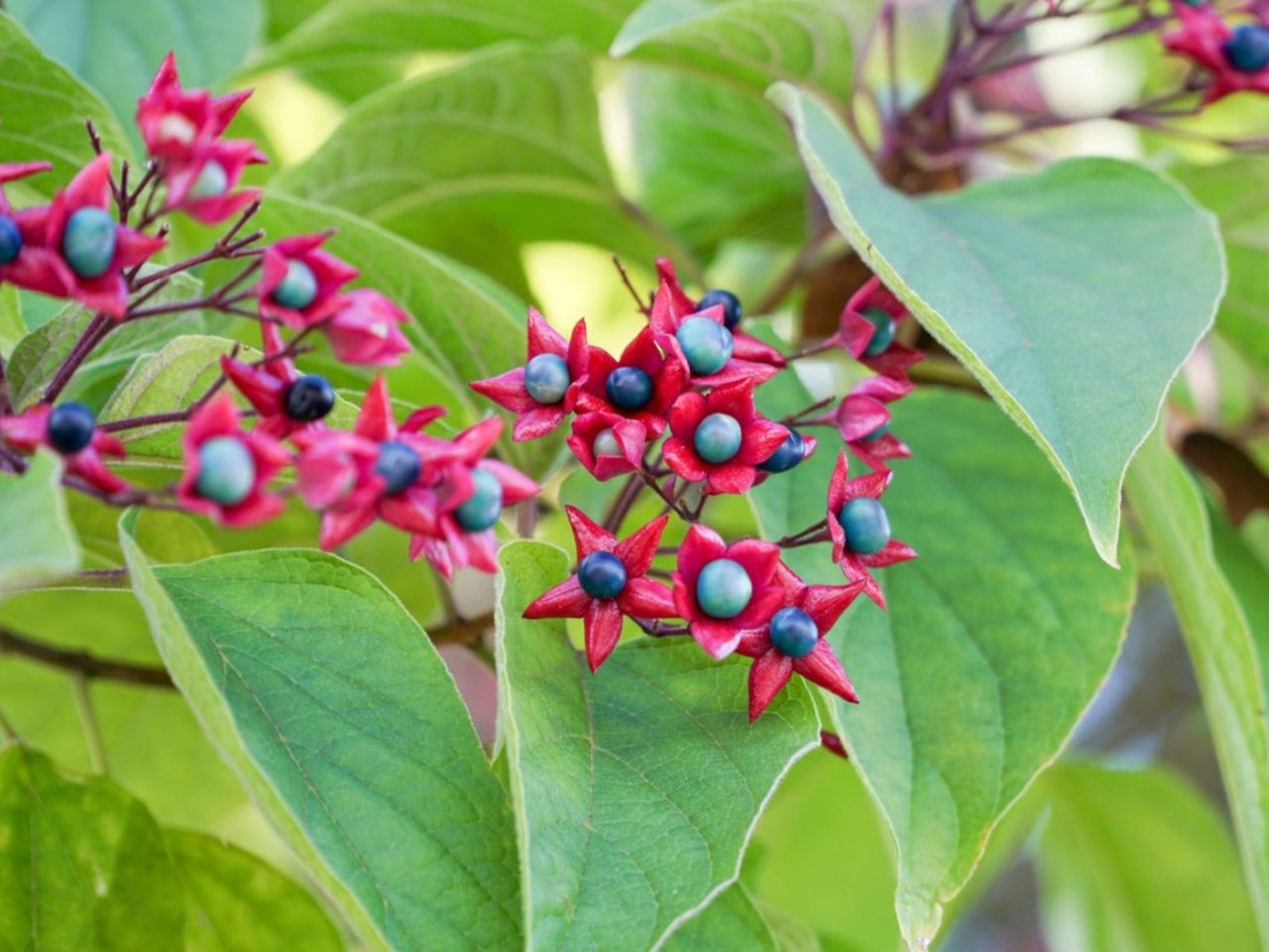 Red Star-Shaped Flowers On Harlequin Glorybower Shrubs