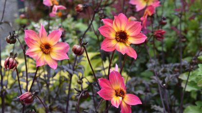 pink dahlias