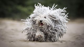 Puli dog with amazing hair