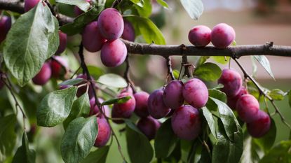 plums growing on a plum tree branch