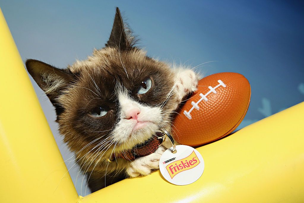 Grumpy Cat. 