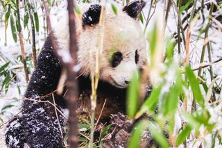 panda protections, wildlife benefits map