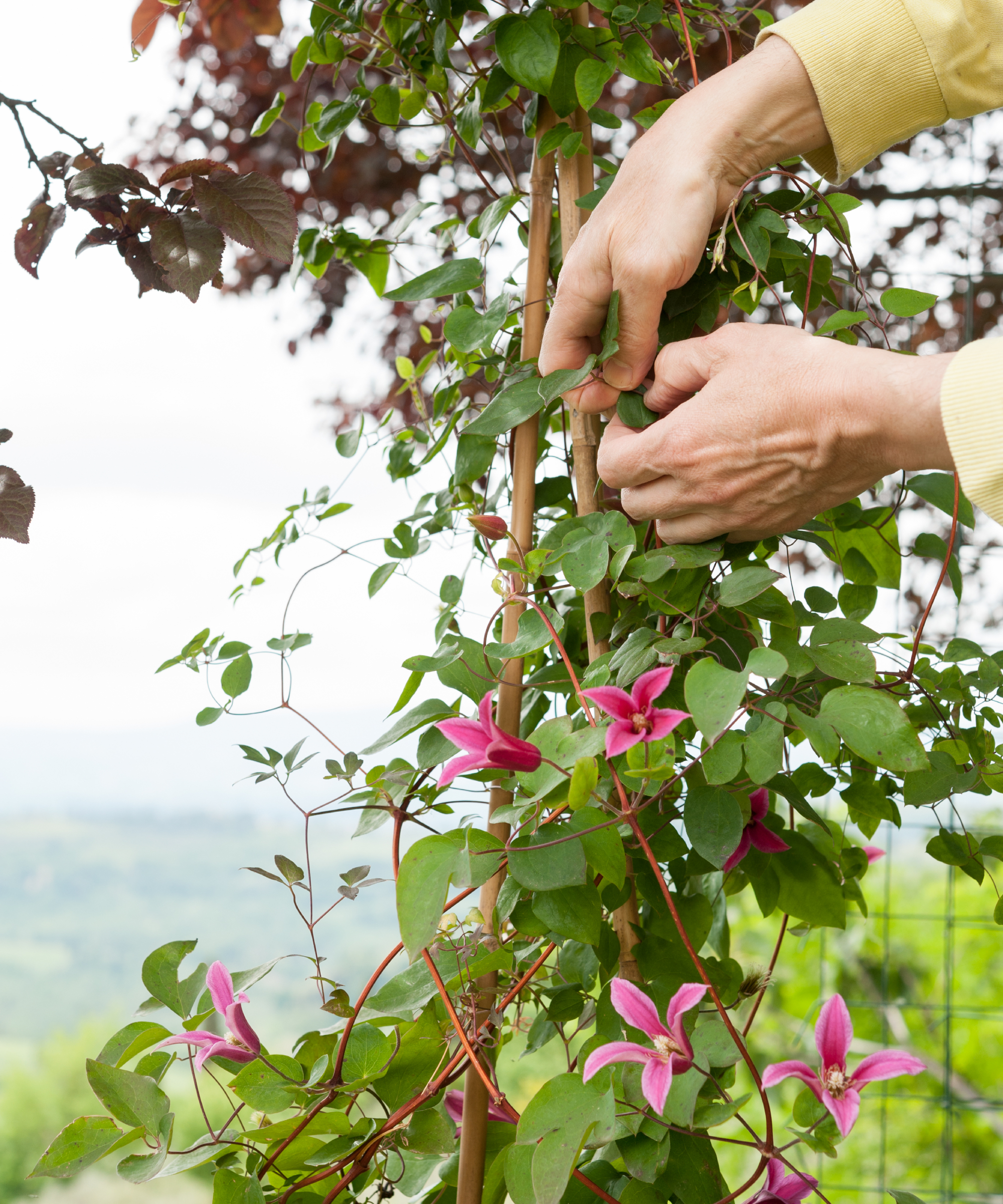 tying in stems of Clematis Princess Diana in autumn