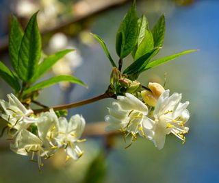 winter-flowering honeysuckle