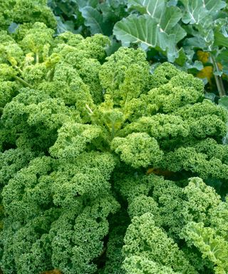 how to grow winter brassicas: Kale variety Dwarf Green Curled