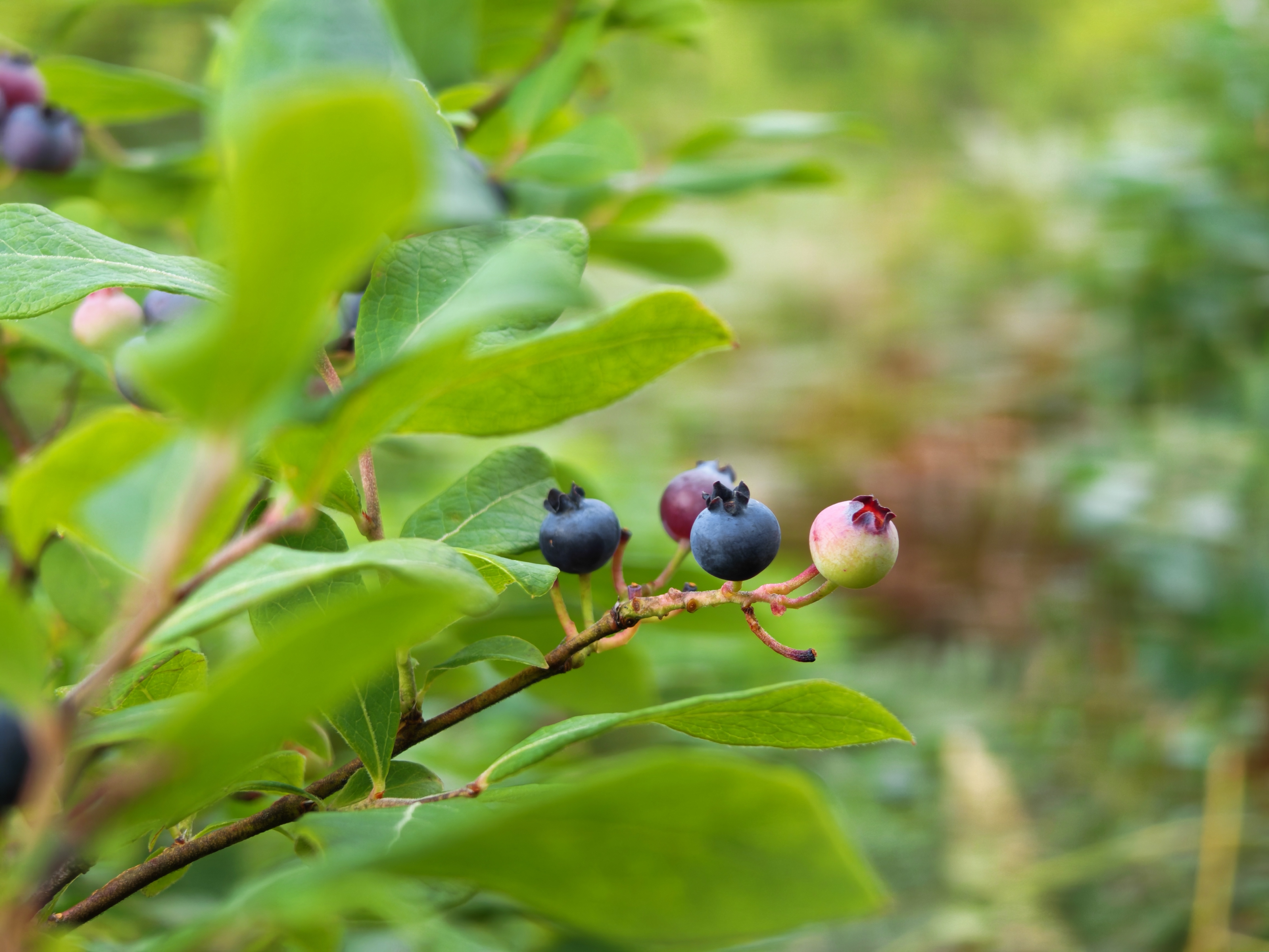 An image of a blueberry bush captured at 3.5x using the Honor Magic V3