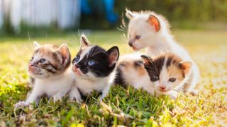 Four kittens outside