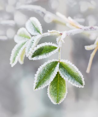 Closeup of frost on a rose leaf