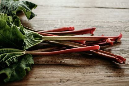 Growing rhubarb