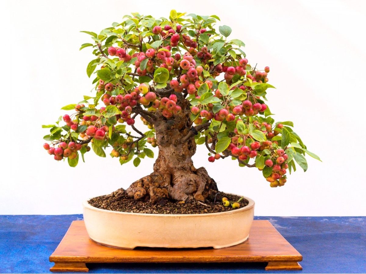 Tips For Growing A Fruiting Apple Bonsai Tree Gardening Know How