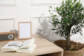 Beautiful young potted olive tree near table in living room