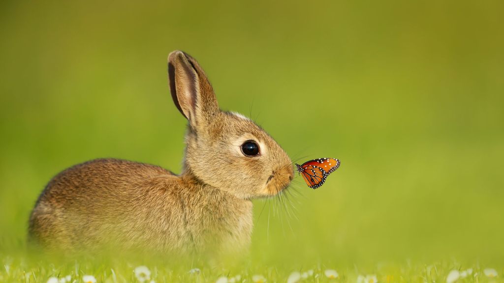 32 facts about rabbits that might surprise you | PetsRadar