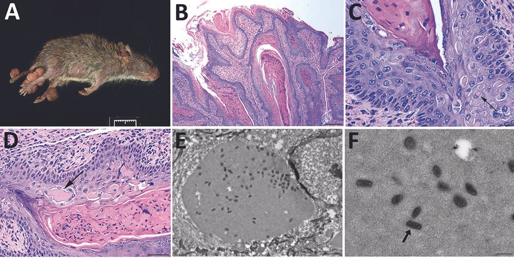 A newfound poxvirus, dubbed &quot;Brazospox virus,&quot; was recently discovered in Texas rodents. Above, an image of an infected rodent with large skin lesions on its legs and tail (A); images of the skin lesions under a microscope, with arrows showing aggregates 