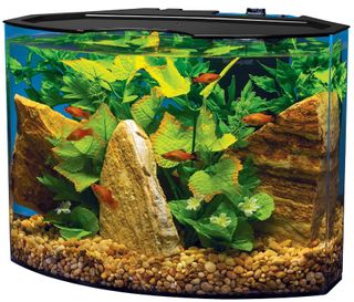 A rectangular fish tank with a curved front.