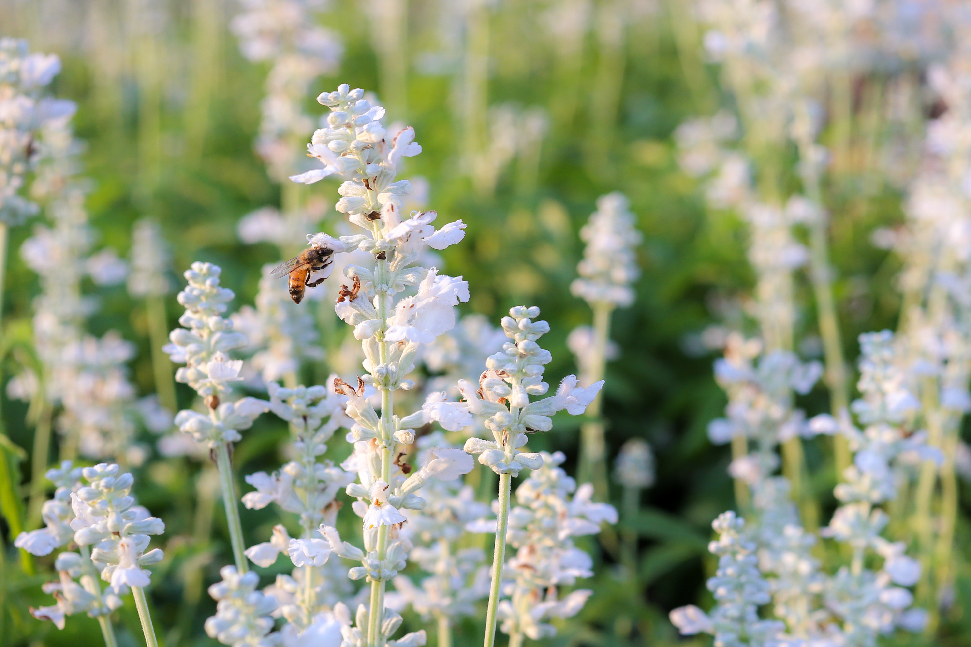 white lavender flowers
