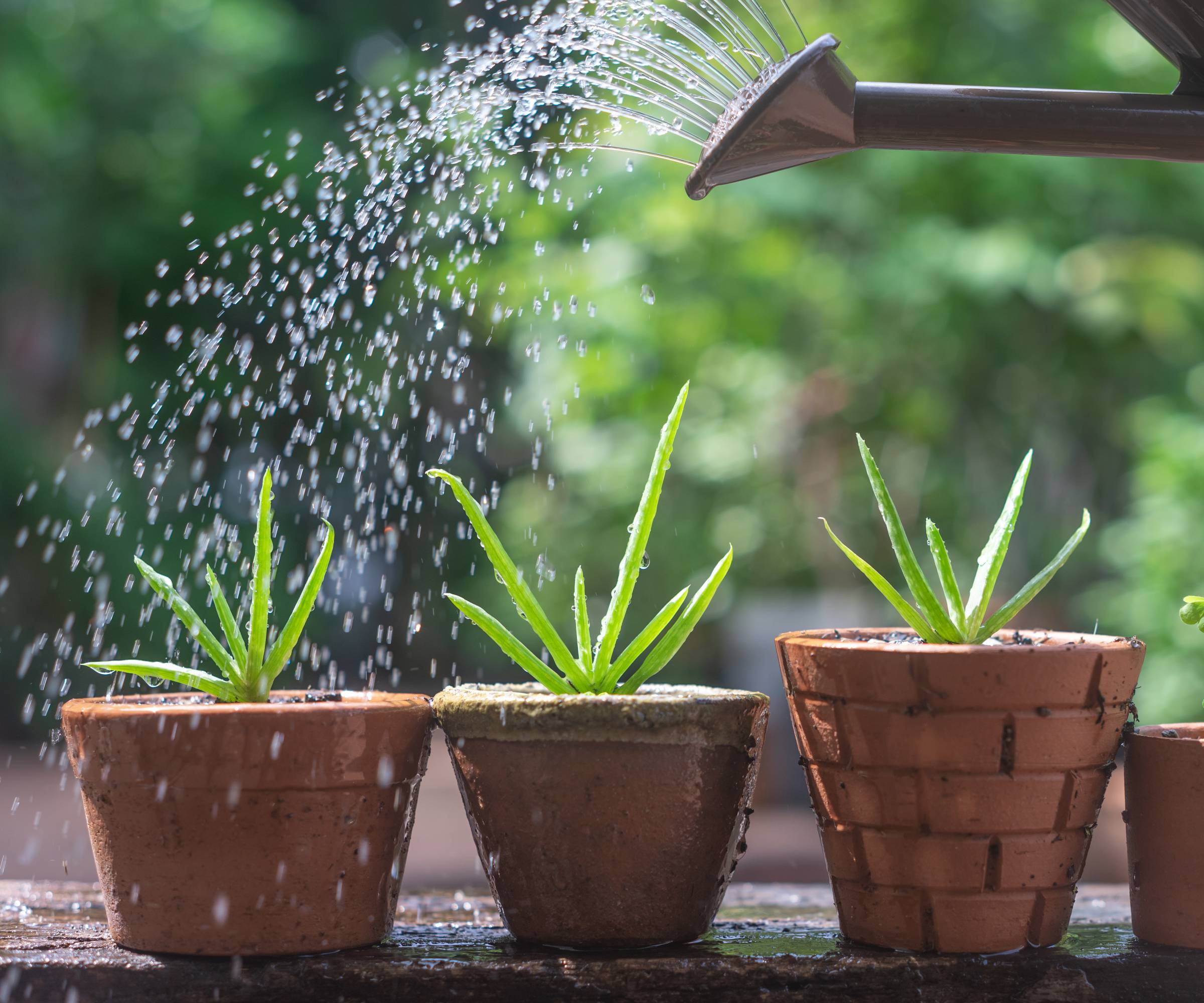 Three potted aloe plants being watered with a watering can