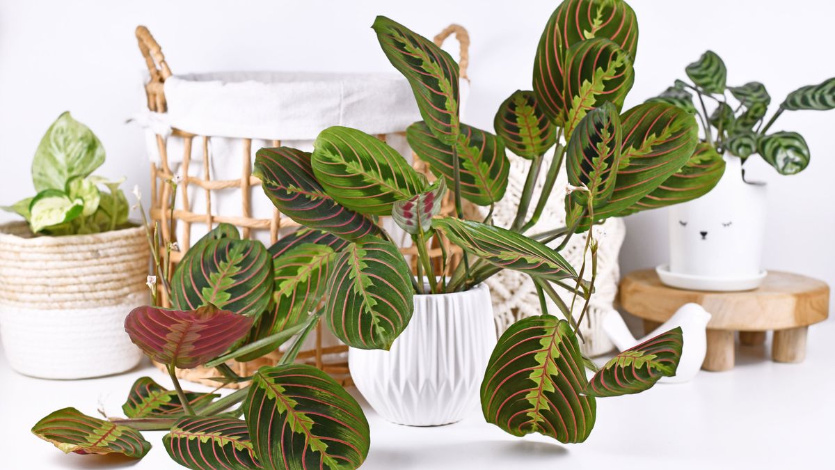 Prayer plant care and growing tips: expert help and advice | Gardeningetc