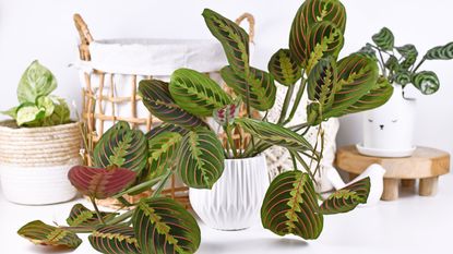 prayer plant collection