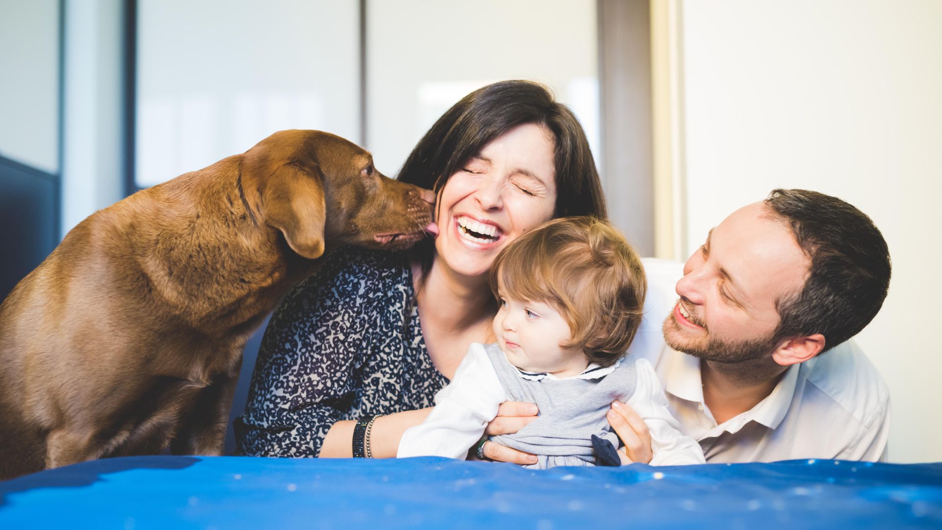 Family laughing as dog licks woman
