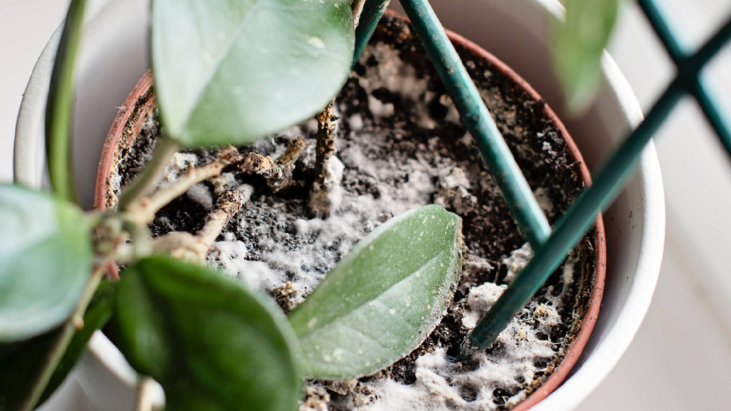 Fuzzy mold on your houseplant soil ? Here how to fix it