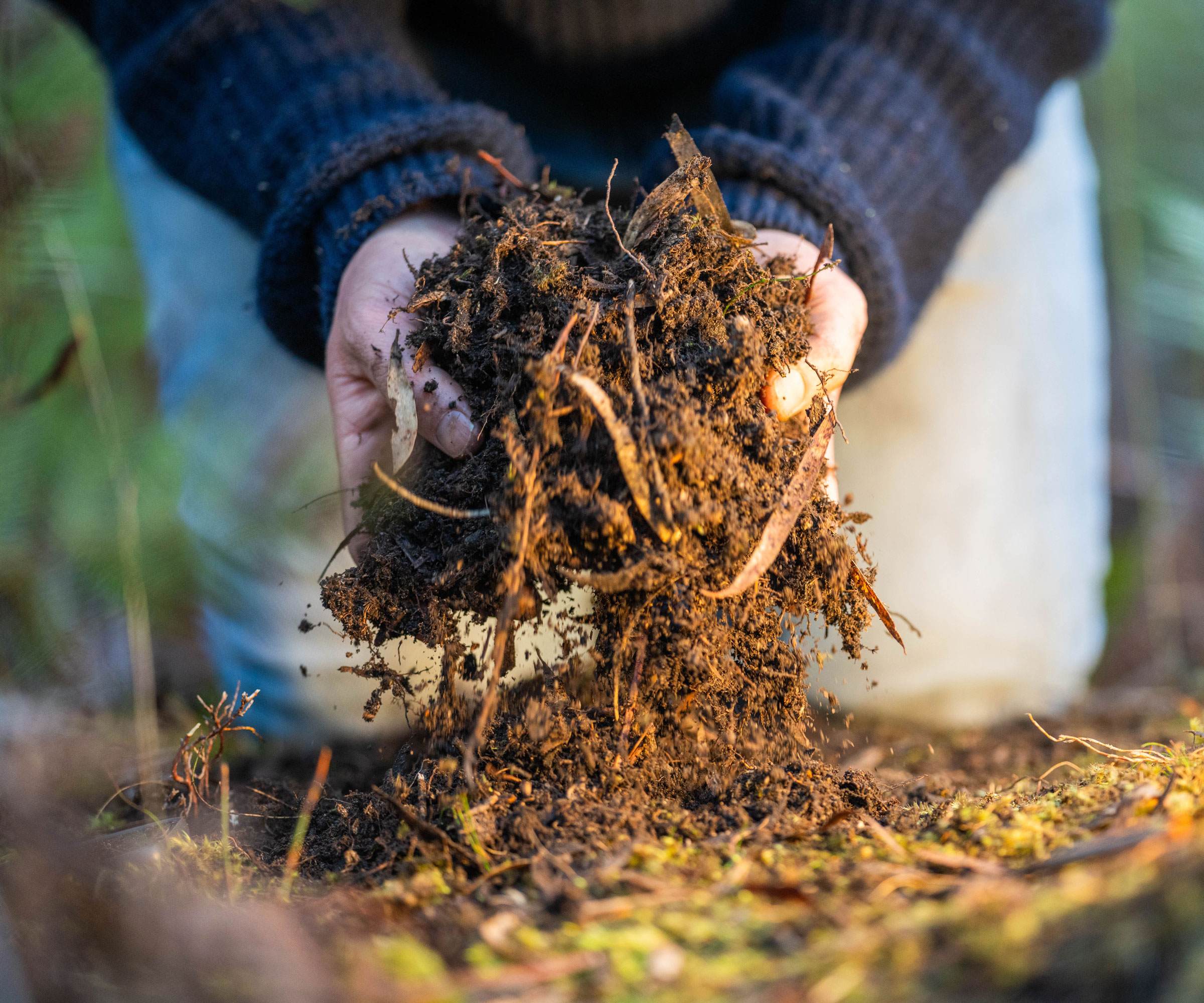mushroom compost being handled in garden