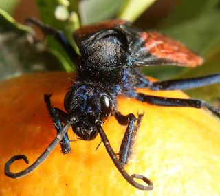 A Tarantula Hawk (aka Spider Wasp or Pepsis Wasp) in a tree in an orchard in Cotacachi, Ecuador