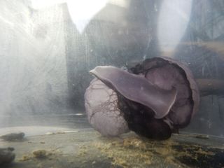 Strange Purple Orb