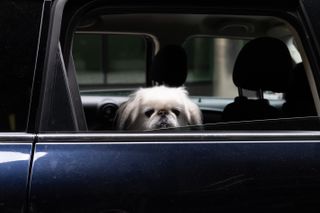 A dog staring out of a car window