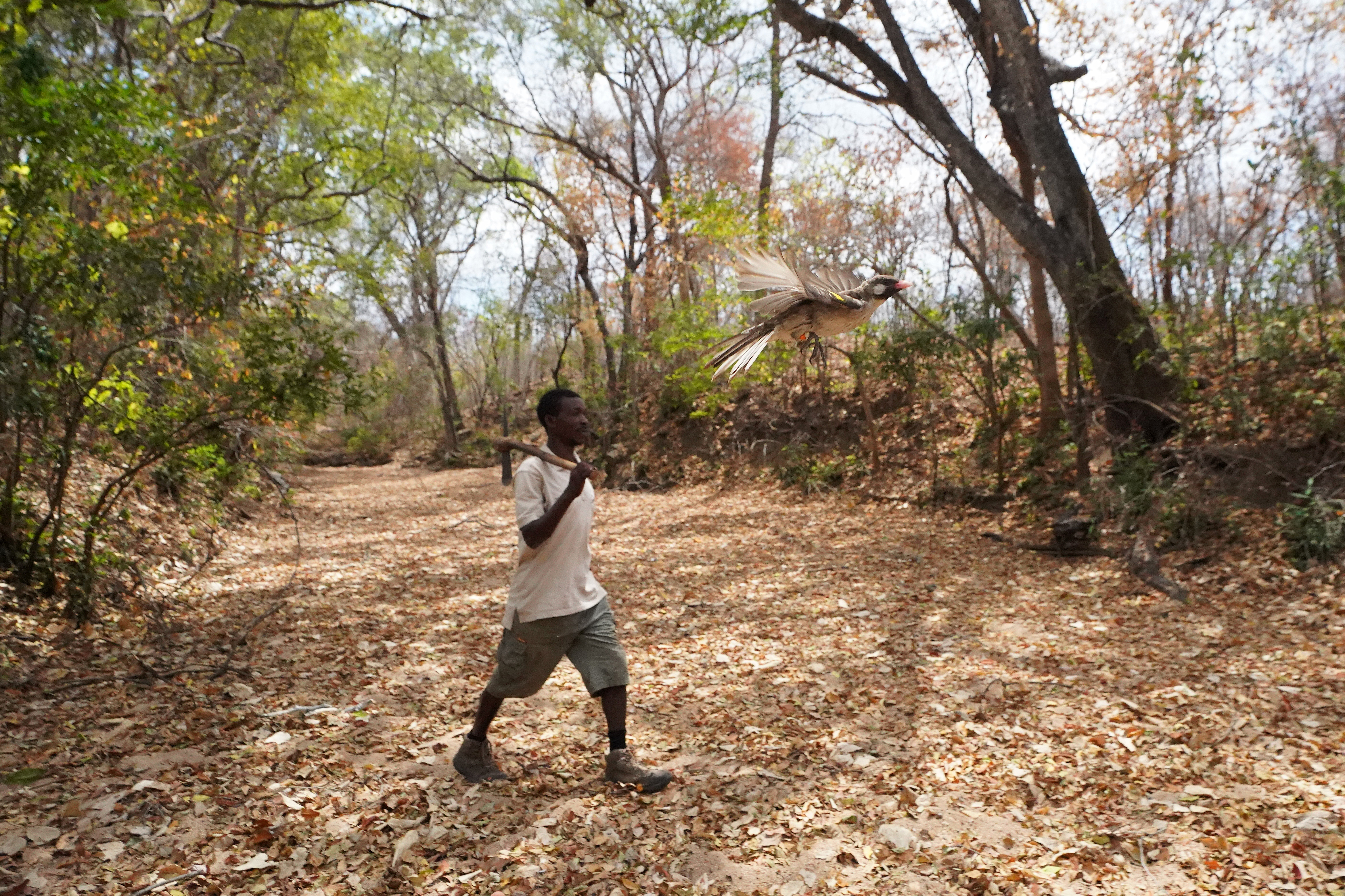 Carvalho Nanguar, Yao honey-hunter from northern Mozambique, with amale greater honeyguide released from the hand after being caught for research purposes.