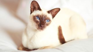 Siamese cat