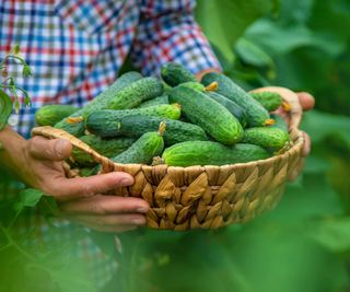 Hands holding a basket of cucumbers