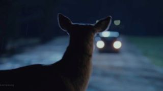A car heads toward a deer in the middle of the road on Succession