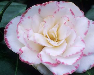 'Margaret Davis' camellia