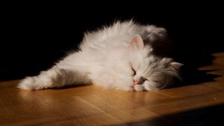 White cat sunbathing