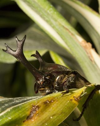 Rhinoceros beetle on leaf
