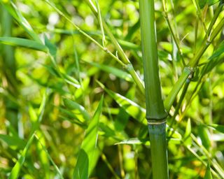 golden bamboo, also known as phyllostachys aurea