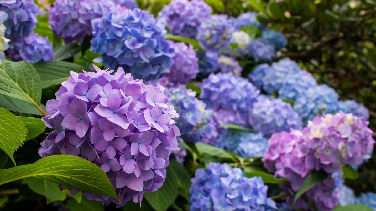 How to prune hydrangeas: follow our advice for healthy plants and ...