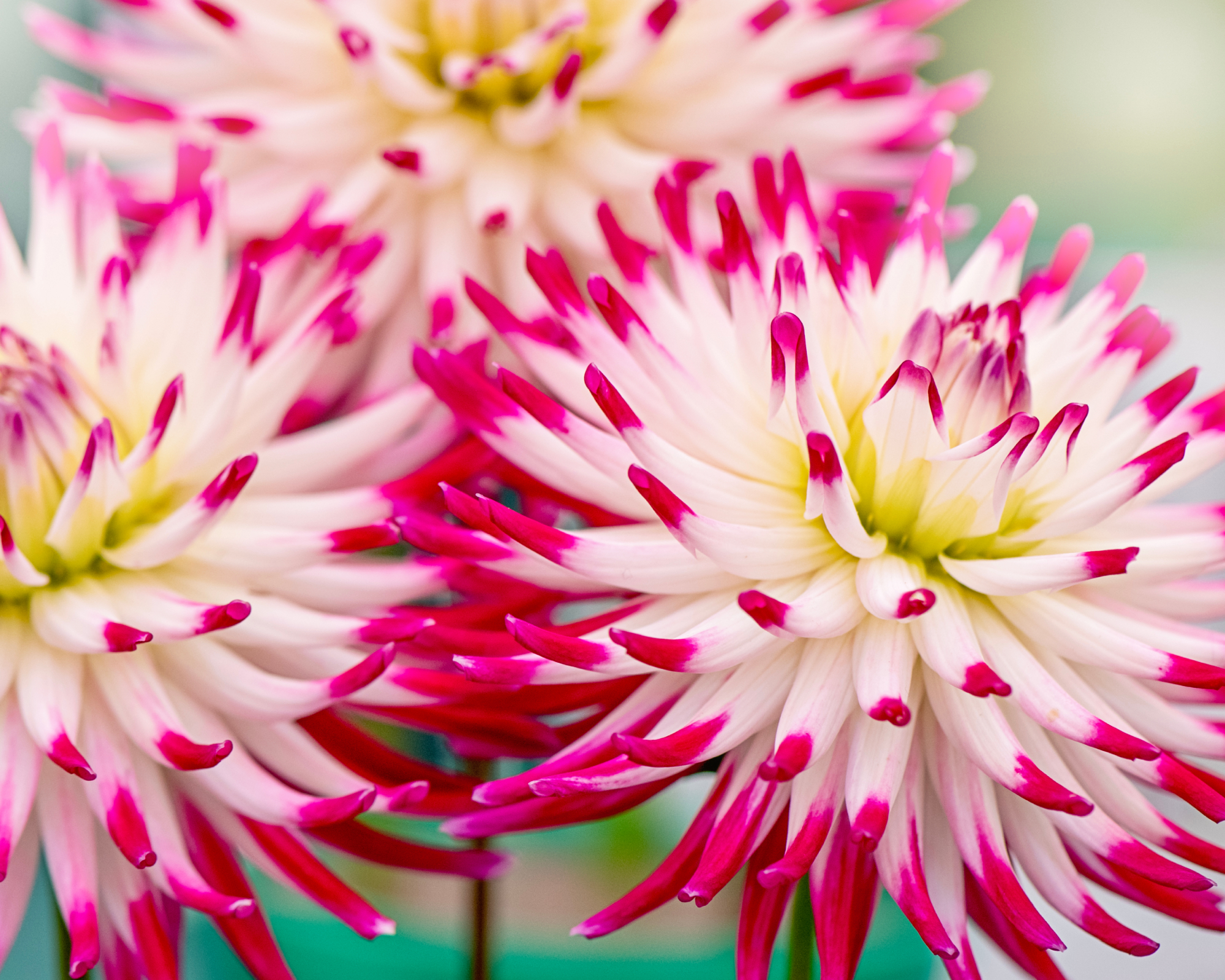 Pink and white cactus dahlia