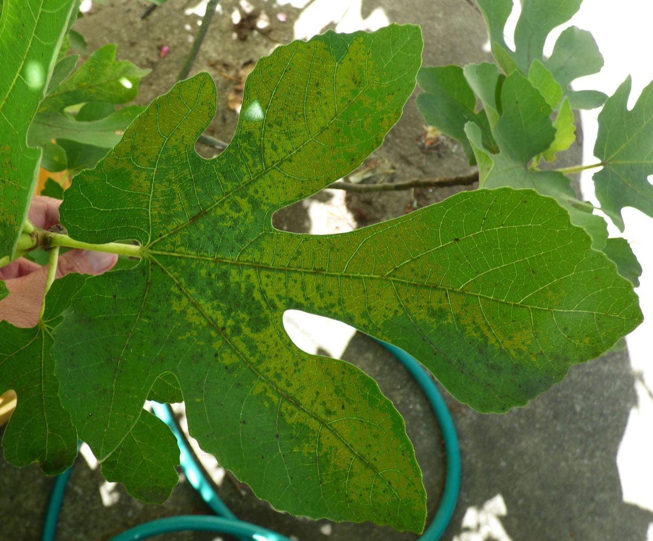 Fig Mosaic Virus On Leaf