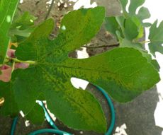 Fig Mosaic Virus On Leaf