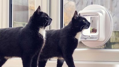 the best smart cat flap: two black and white cats positioned next to smart cat flap by fetch at ocado