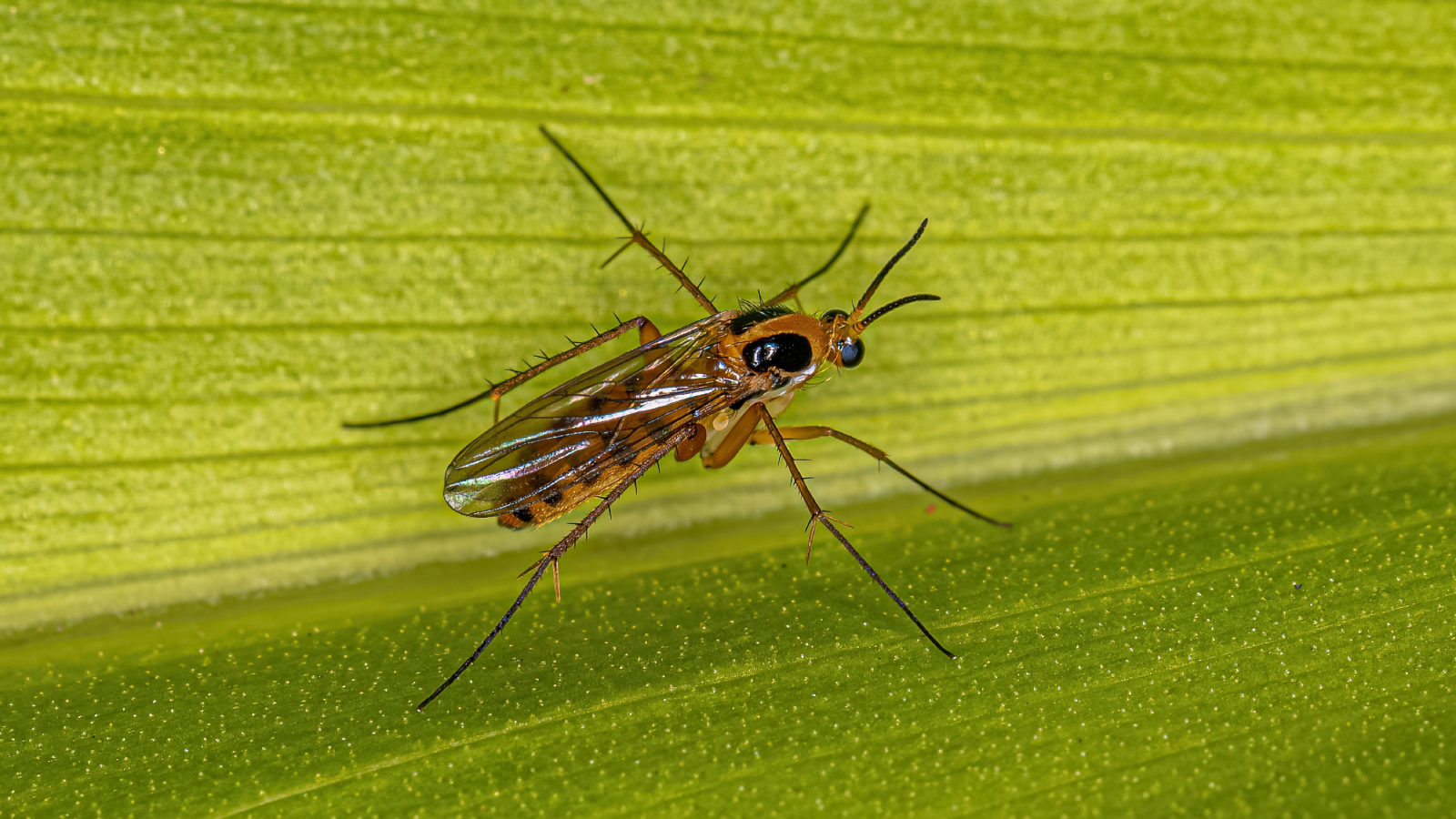 Adult Fungus Gnat of the Family Mycetophilidae